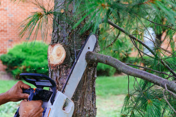 How Our Tree Care Process Works  in  Crosbyton, TX